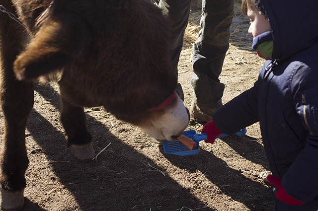 Paseo con burritos por la Sierra de Madrid Paseo con burritos por la Sierra de Madrid