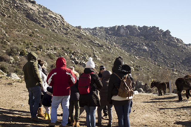 Paseo con burritos por la Sierra de Madrid Paseo con burritos por la Sierra de Madrid