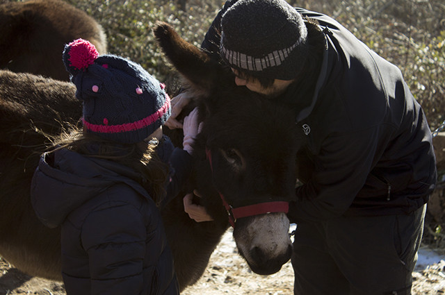 Paseo con burritos por la Sierra de Madrid Paseo con burritos por la Sierra de Madrid