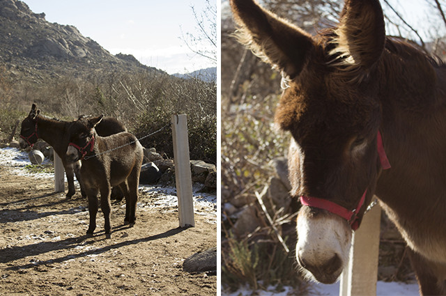 Paseo con burritos por la Sierra de Madrid Paseo con burritos por la Sierra de Madrid