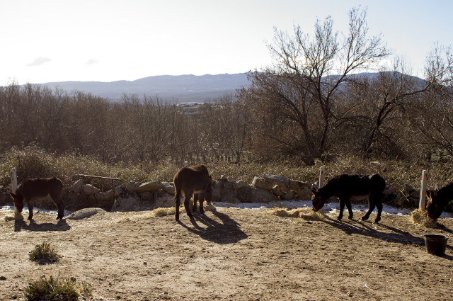 Paseo con burritos por la Sierra de Madrid Paseo con burritos por la Sierra de Madrid
