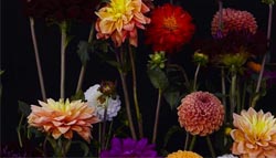 La Sastrería de las Flores - Sisters! La comunidad de mujeres que quieren crecer