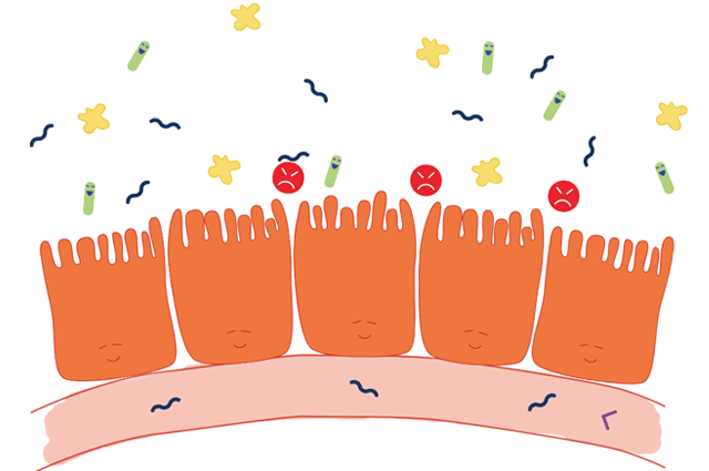 Cuando la pared intestinal cumple sus funciones, las toxinas no penetran Una pared intestinal sana