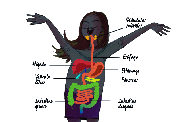 ¿Tengo el síndrome del intestino permeable? ¿Cómo funciona la digestión? Descárgate el gráfico del sistema digestivo que es súper mono