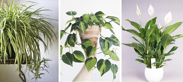Plantas inmatables Plantas inmatables